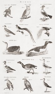 Different Types of Birds by Unbekannt Unbekannt